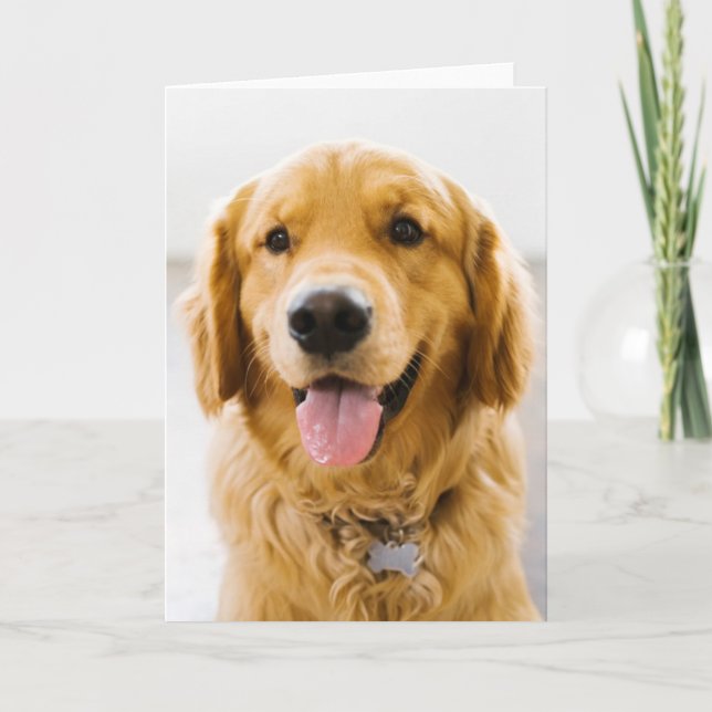 Golden Retriever ler Kort (Framsida)