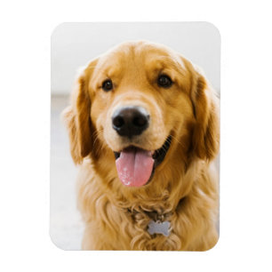 Golden Retriever ler Magnet