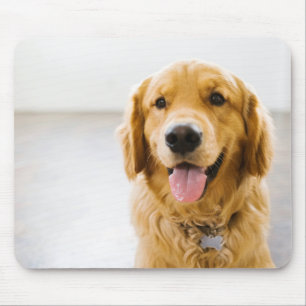 Golden Retriever ler Musmatta