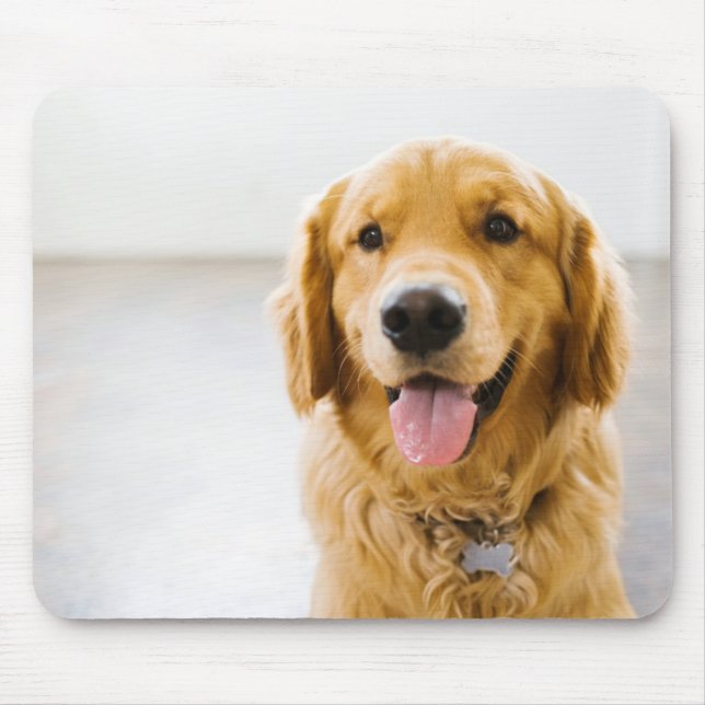 Golden Retriever ler Musmatta (Framsidan)