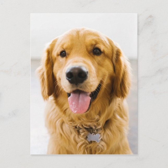 Golden Retriever ler Vykort (Framsida)
