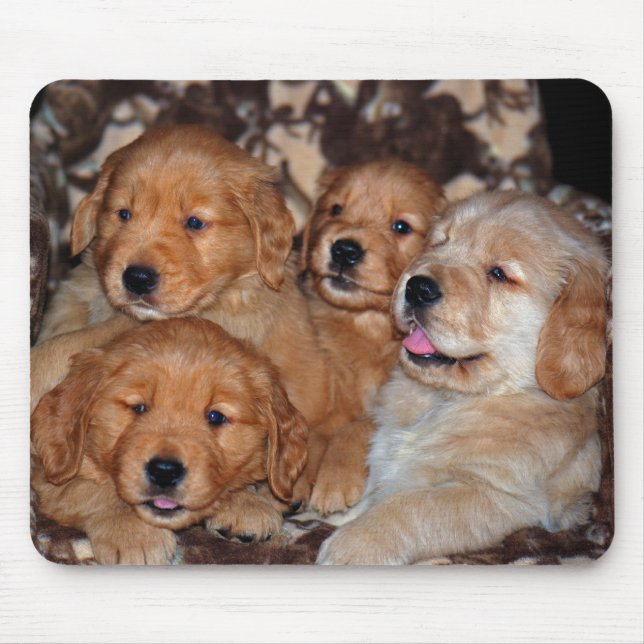 Golden Retriever Litter Musmatta (Framsidan)