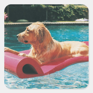 Golden Retriever Ljugande på en Luft Bed i en Fyrkantigt Klistermärke
