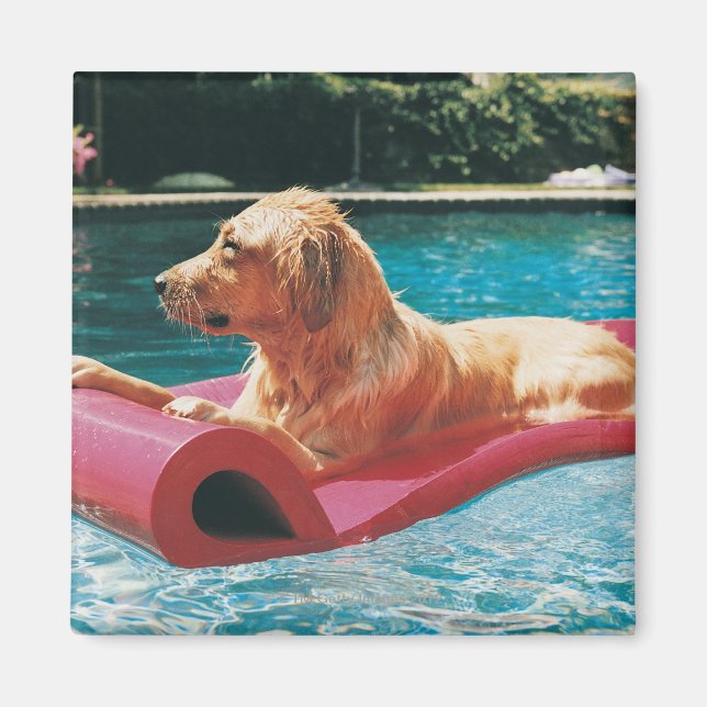 Golden Retriever Ljugande på en Luft Bed i en Magnet (Framsidan)