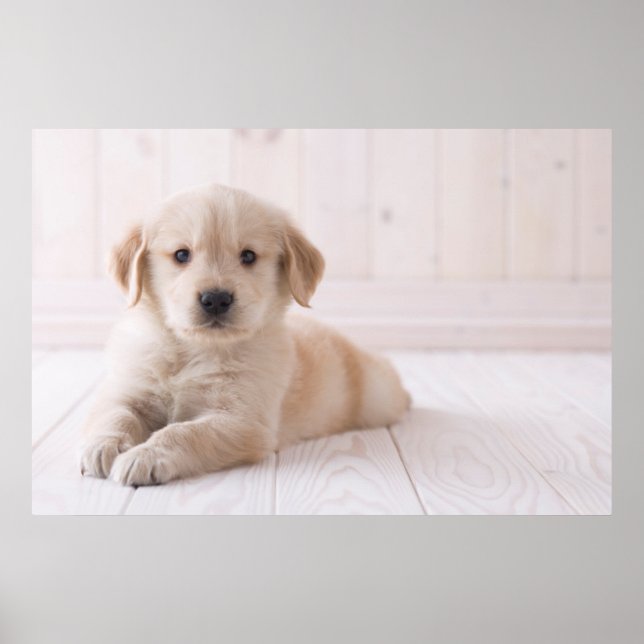 Golden Retriever Ljuger ned Poster (Framsidan)