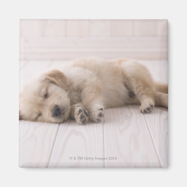 Golden Retriever Magnet (Framsidan)