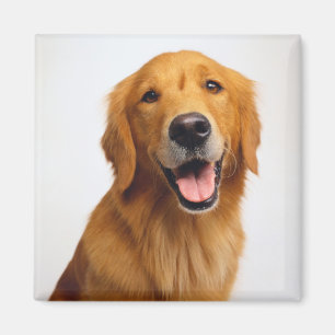 Golden Retriever Magnet