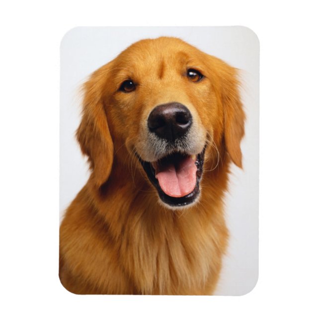 Golden Retriever Magnet (Vertikal)