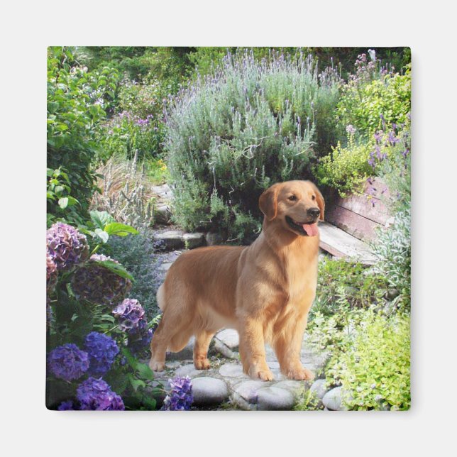 Golden Retriever Magnet (Framsidan)
