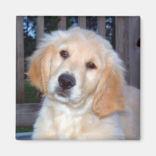 Golden Retriever Magnet (Framsidan)