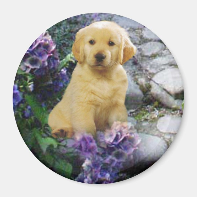 Golden Retriever Magnet Hydrangea (Framsidan)