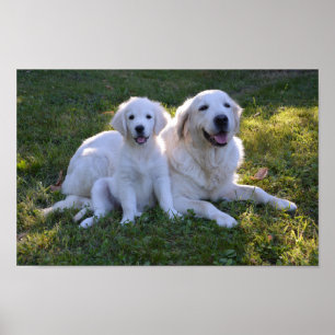 Golden Retriever Mamma och Puppy Poster