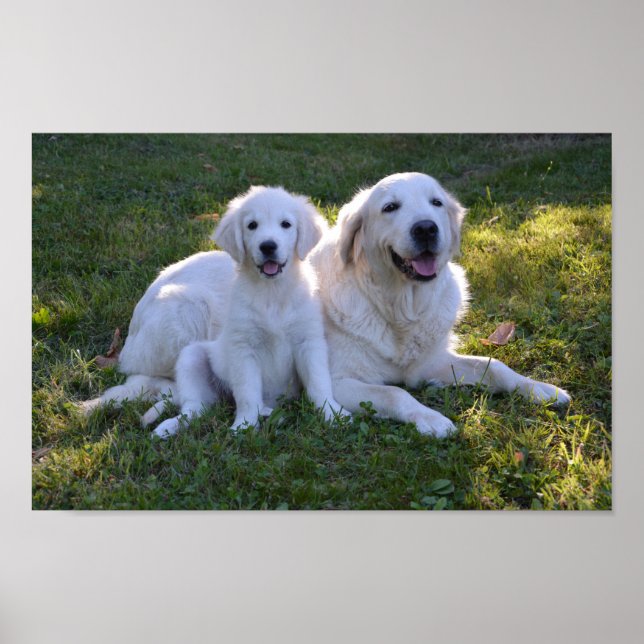 Golden Retriever Mamma och Puppy Poster (Framsidan)