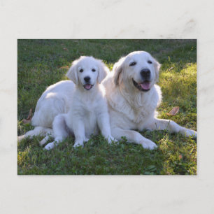 Golden Retriever Mamma och Puppy Vykort