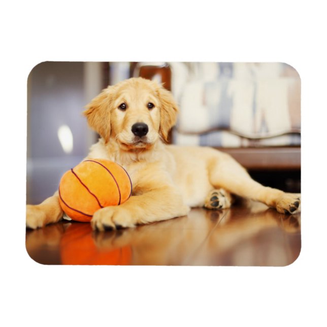 Golden Retriever med basket Leksak Magnet (Horisontell)