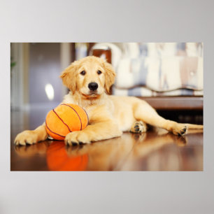 Golden Retriever med basket Leksak Poster