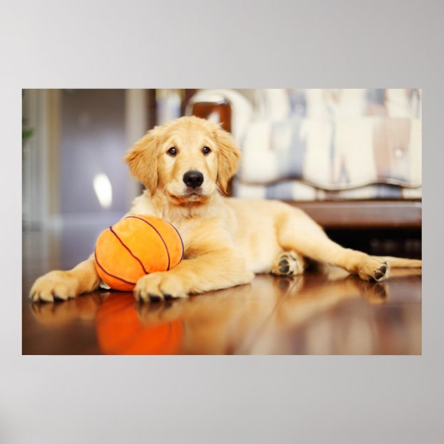 Golden Retriever med basket Leksak Poster (Framsidan)