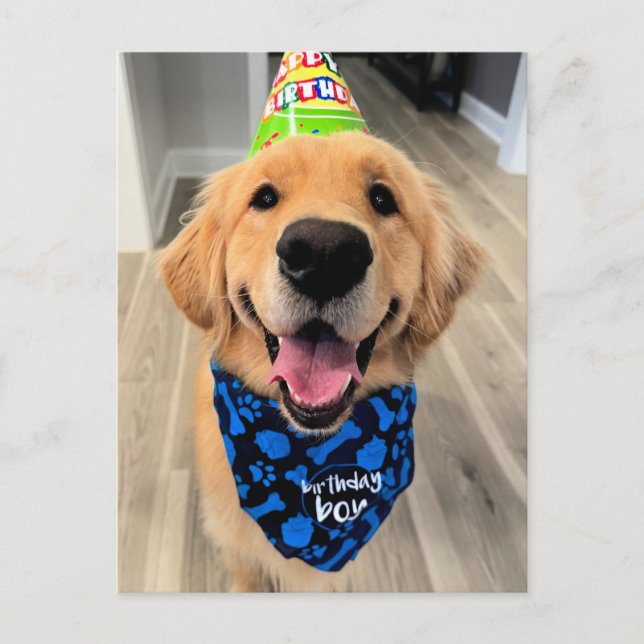 Golden Retriever med Birthday Hat och Bandana Vykort (Framsida)
