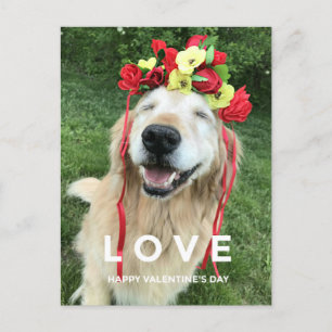 Golden Retriever med blommande Alla hjärtans dag i Helg Vykort