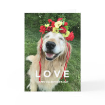 Golden Retriever med blommande Alla hjärtans dag i