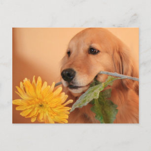 Golden Retriever med blomstervykort Vykort