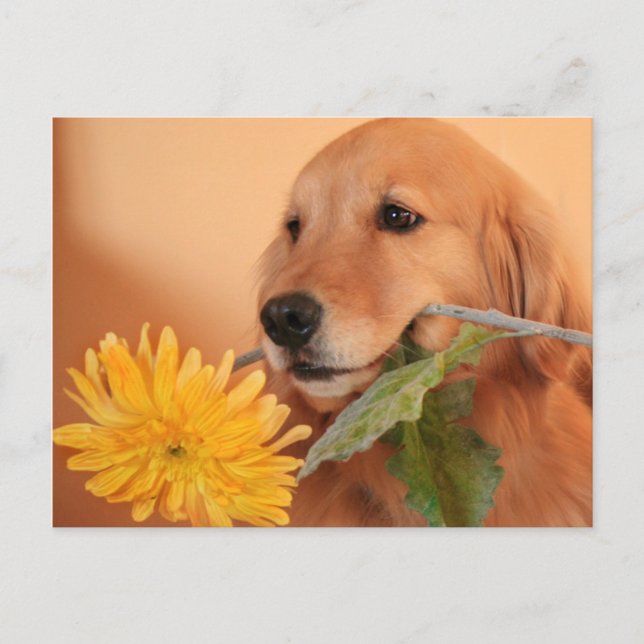 Golden Retriever med blomstervykort Vykort (Framsida)