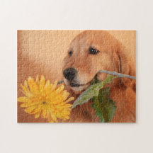 Golden Retriever med blomstrande pussel