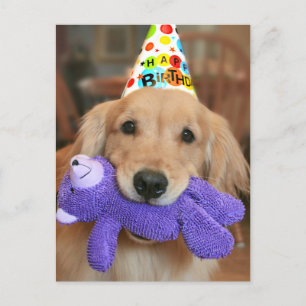 Golden Retriever med födelsedagshatt och leksak Vykort