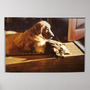 Golden Retriever med katt Poster