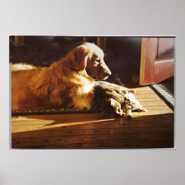 Golden Retriever med katt Poster (Framsidan)