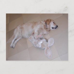 Golden Retriever med Påskhare Vykort
