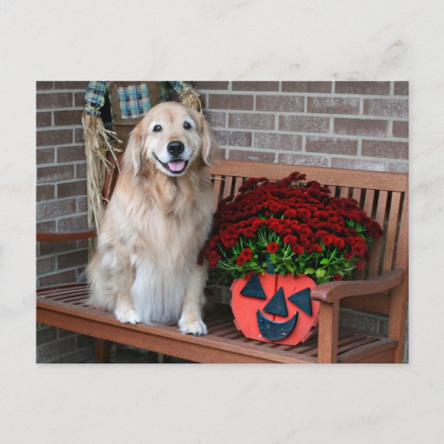 Golden Retriever med pumpplanterare Vykort (Framsida)