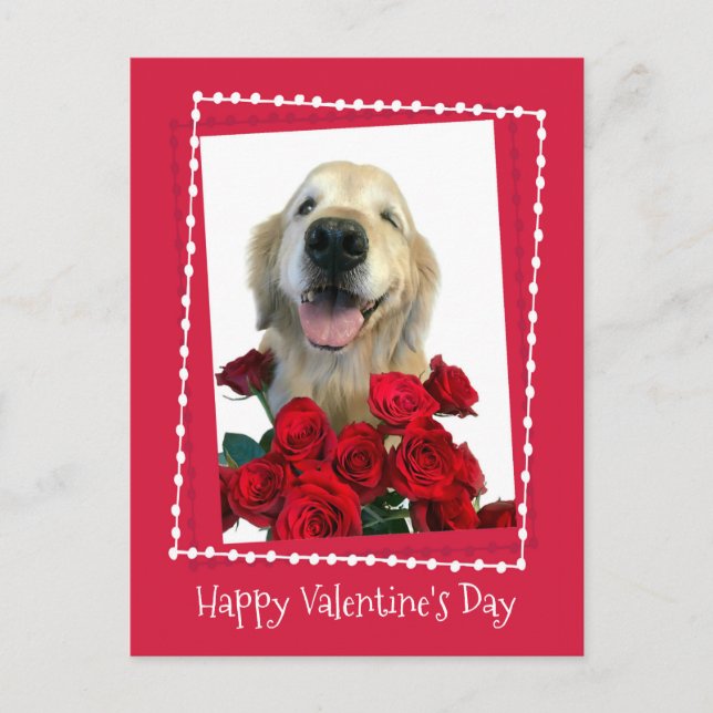 Golden Retriever med Röd ros Alla hjärtans dag Helg Vykort (Framsida)