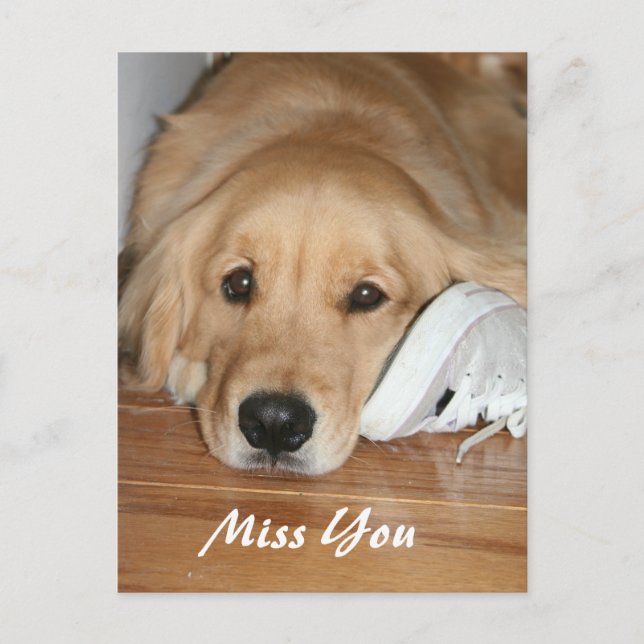 Golden Retriever med Shoe Miss You Vykort (Framsida)