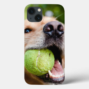 Golden Retriever med tennis Boll