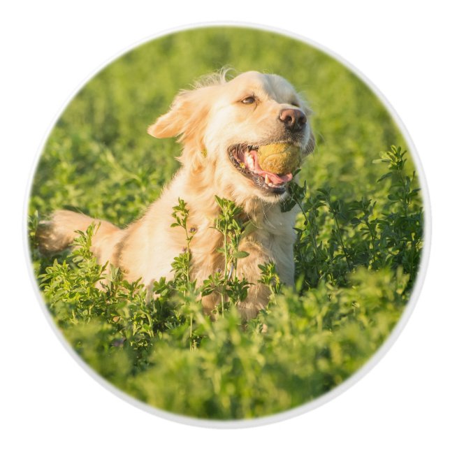 Golden Retriever med tennis Boll Ceramic Knob Knopp (Framsidan)
