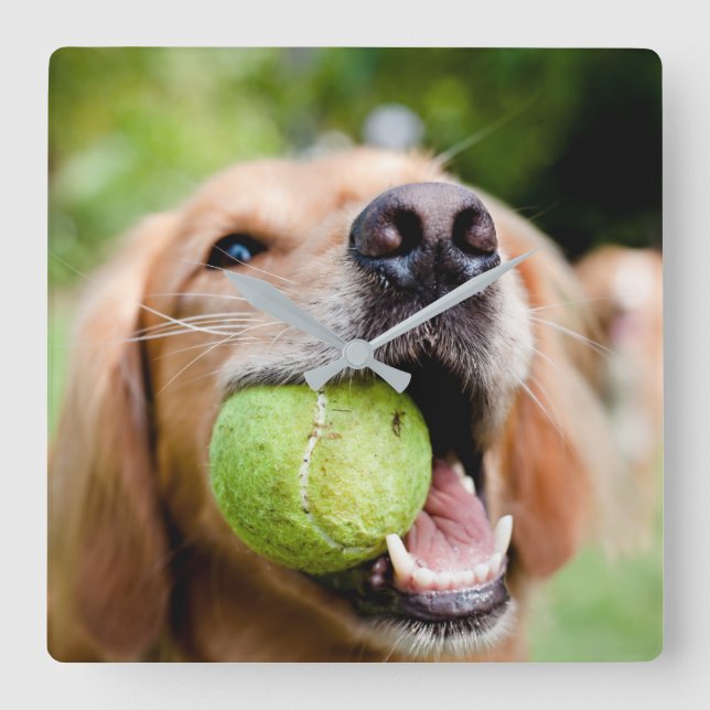 Golden Retriever med tennis Boll Fyrkantig Klocka (Framsida)
