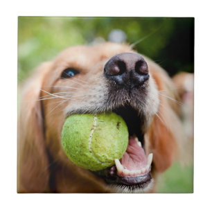 Golden Retriever med tennis Boll Kakelplatta