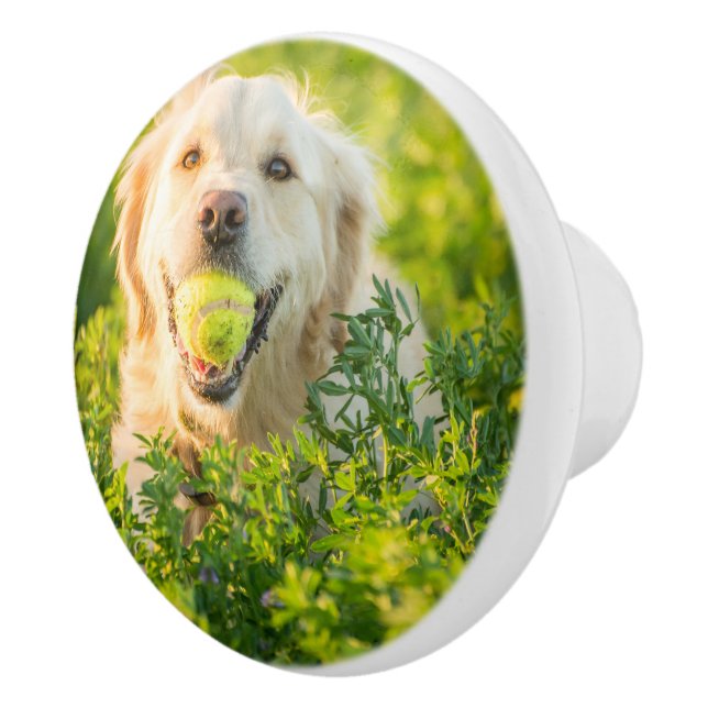 Golden Retriever med Tennis Boll Knopp (Höger)