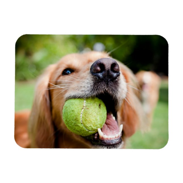 Golden Retriever med tennis Boll Magnet (Horisontell)