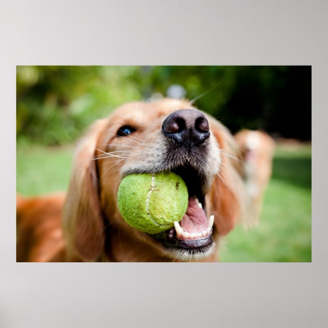 Golden Retriever med tennis Boll Poster (Framsidan)