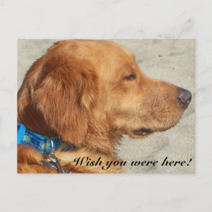 Golden Retriever missar ditt vykort