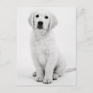 Golden Retriever Modernes Schwarzweiß Vykort