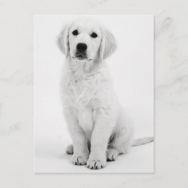 Golden Retriever Modernes Schwarzweiß Vykort (Framsida)