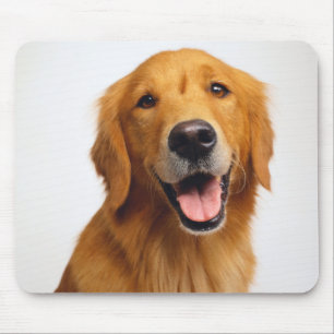 Golden Retriever Musmatta