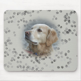 Golden Retriever Musmatta