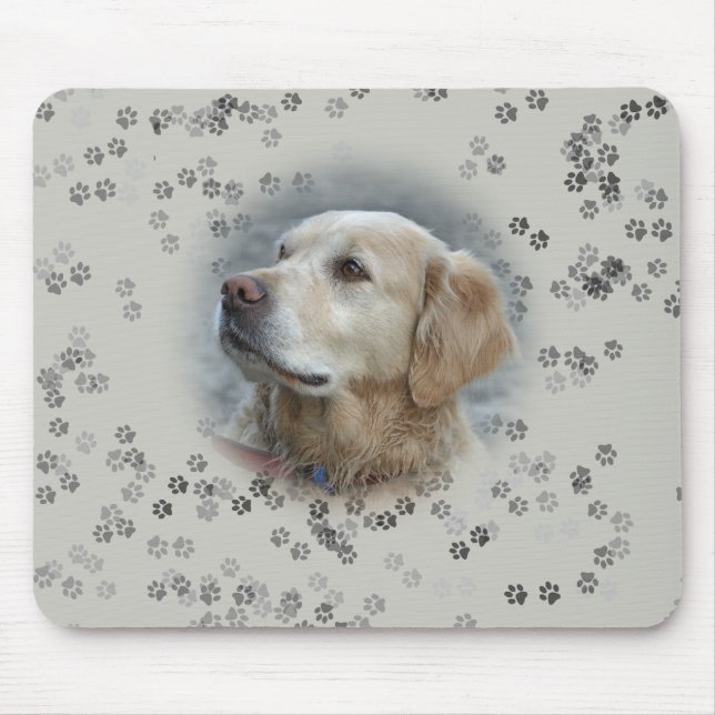Golden Retriever Musmatta (Framsidan)