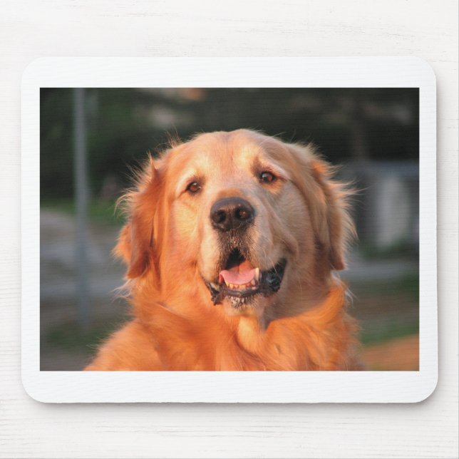 Golden Retriever Musmatta (Framsidan)