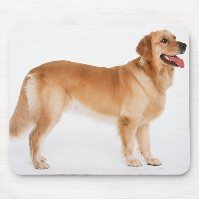 Golden Retriever Musmatta (Framsidan)