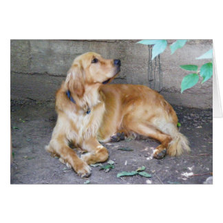 Golden Retriever OBS Kort